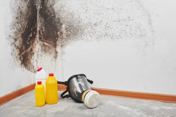 Shawneetown, IL Mold Remediation Company