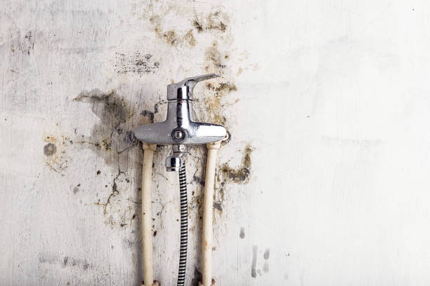 Best Localized Mold Remediation (e.g., coastal areas, humid climates) in Shawneetown, IL