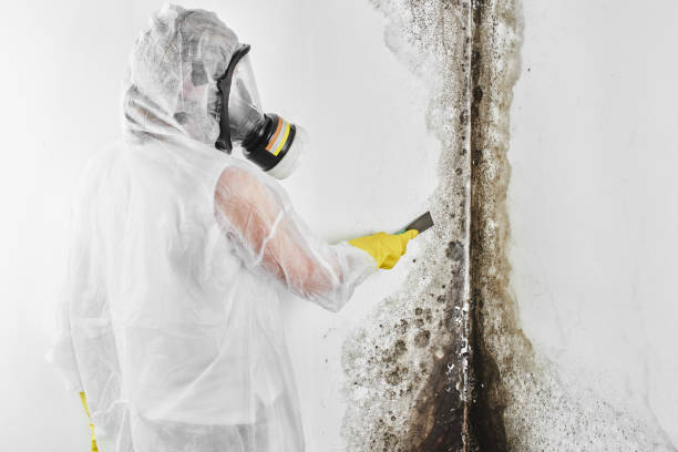 Best Insurance-Related Mold Remediation in Shawneetown, IL