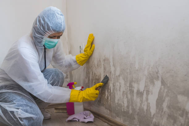 Best Insurance-Related Mold Remediation in Shawneetown, IL