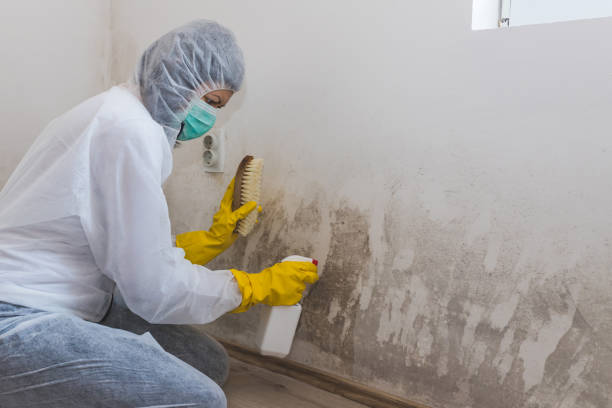 Best Attic Mold Remediation in Shawneetown, IL