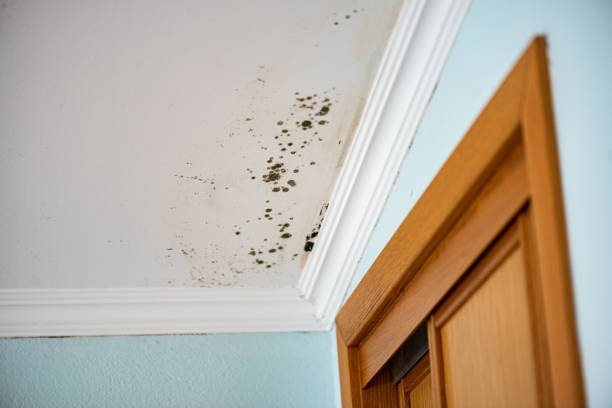 Best Kitchen Mold Remediation in Shawneetown, IL