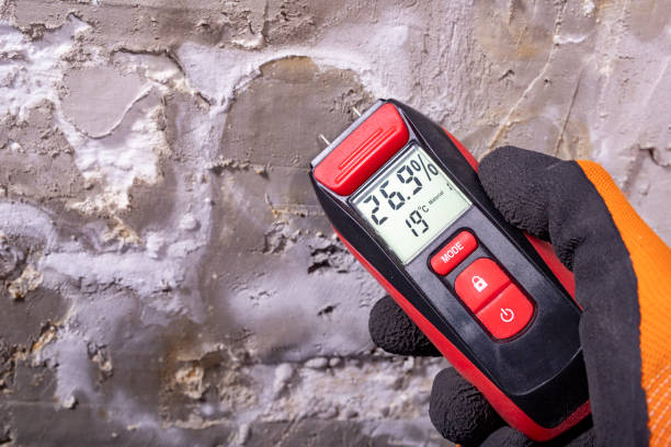 Best DIY Mold Remediation Support Services in Shawneetown, IL