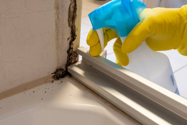 Best White Mold Remediation in Shawneetown, IL