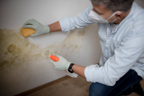 Best Mold Remediation for Schools in Shawneetown, IL