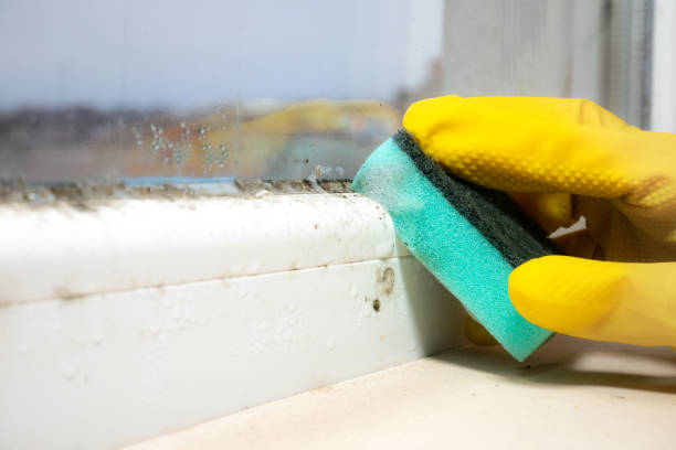 Best Mold Testing and Inspection Services in Shawneetown, IL