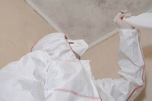 Best White Mold Remediation in Shawneetown, IL