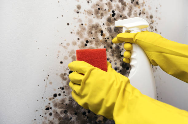 Best Post-Flood Mold Remediation in Shawneetown, IL
