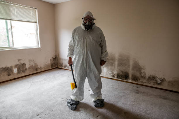 Best Residential Mold Remediation in Shawneetown, IL