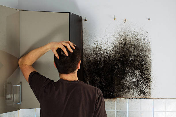Best HVAC Mold Remediation in Shawneetown, IL