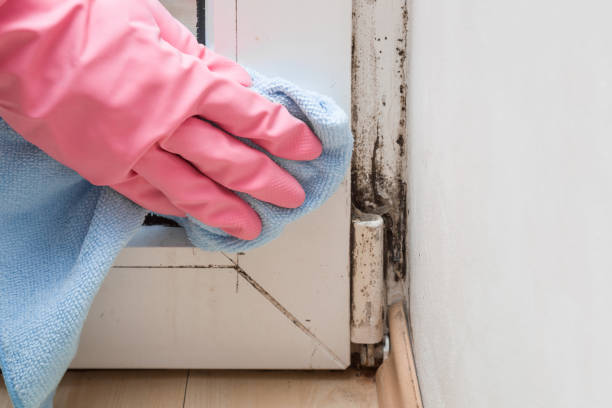 Best Health and Safety Mold Remediation in Shawneetown, IL