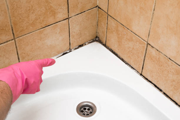 Best Emergency Mold Remediation in Shawneetown, IL