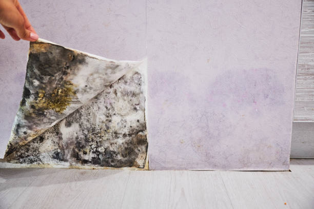 Best Attic Mold Remediation in Shawneetown, IL